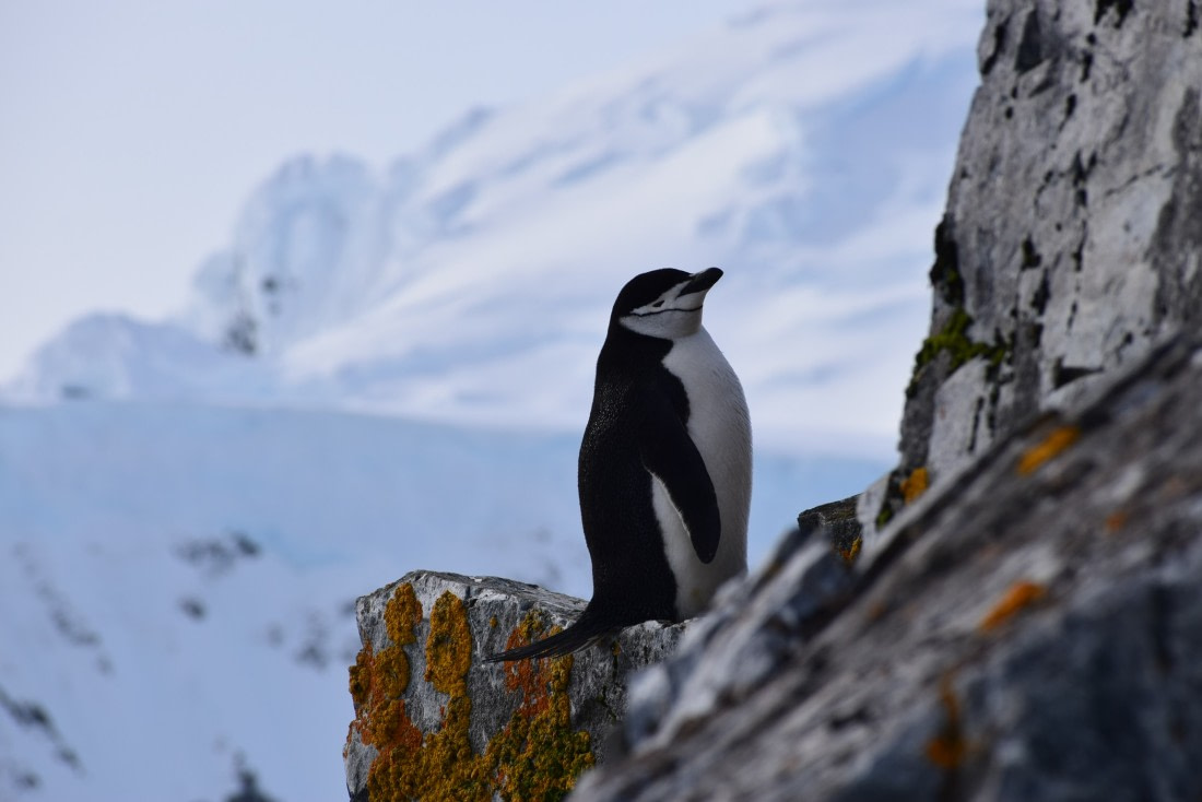 Chinstrap pinguïn