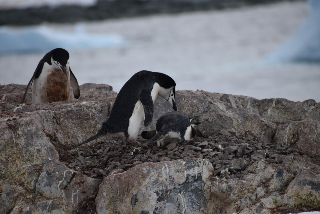 Chinstrap pinguïns