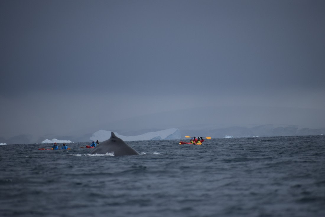 Kayak and whales