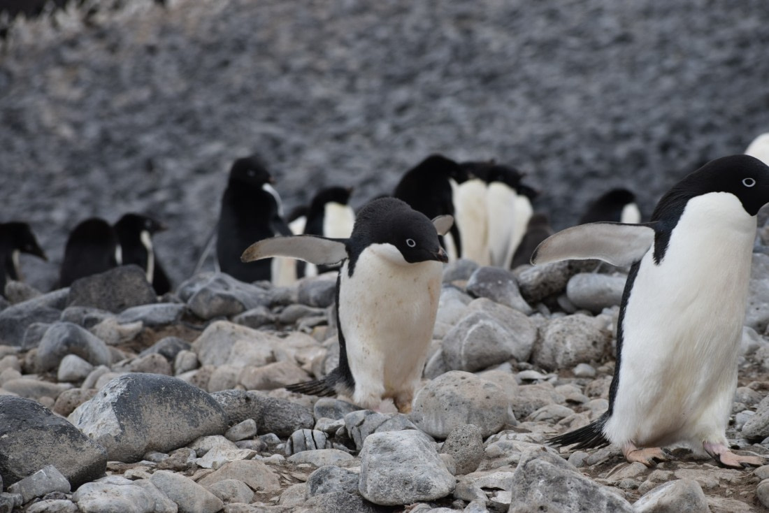Adelie pinguïns on Brown Bluff