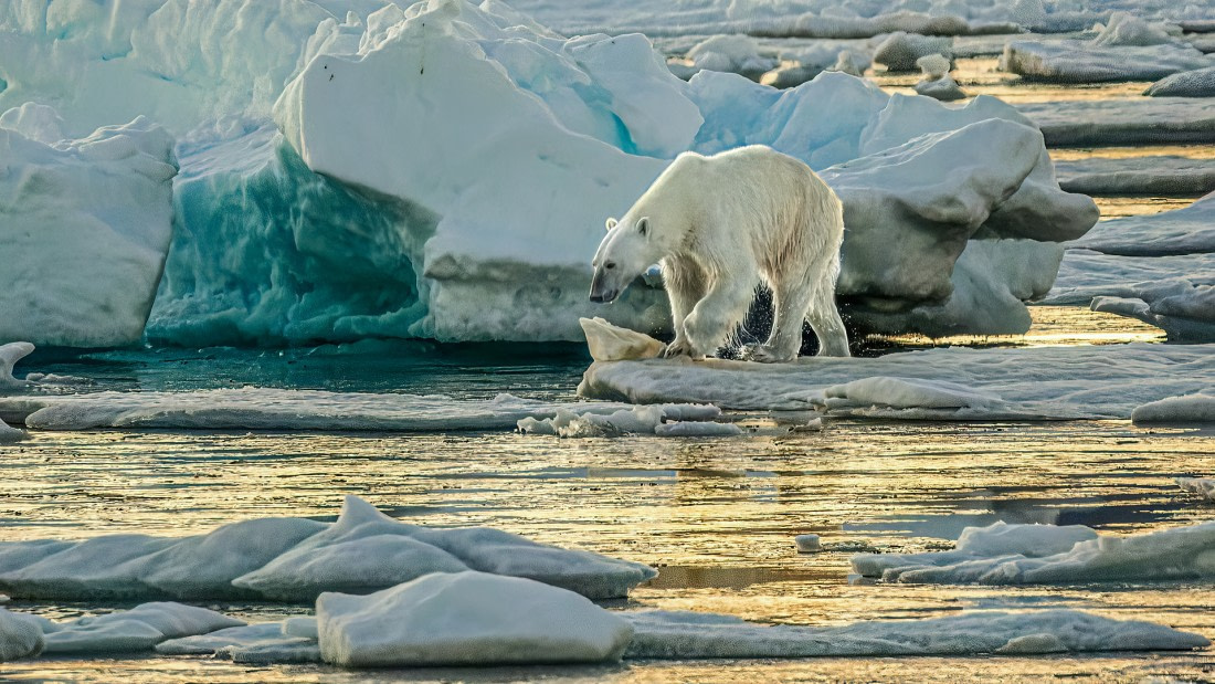 Polar bear under the midnight sun