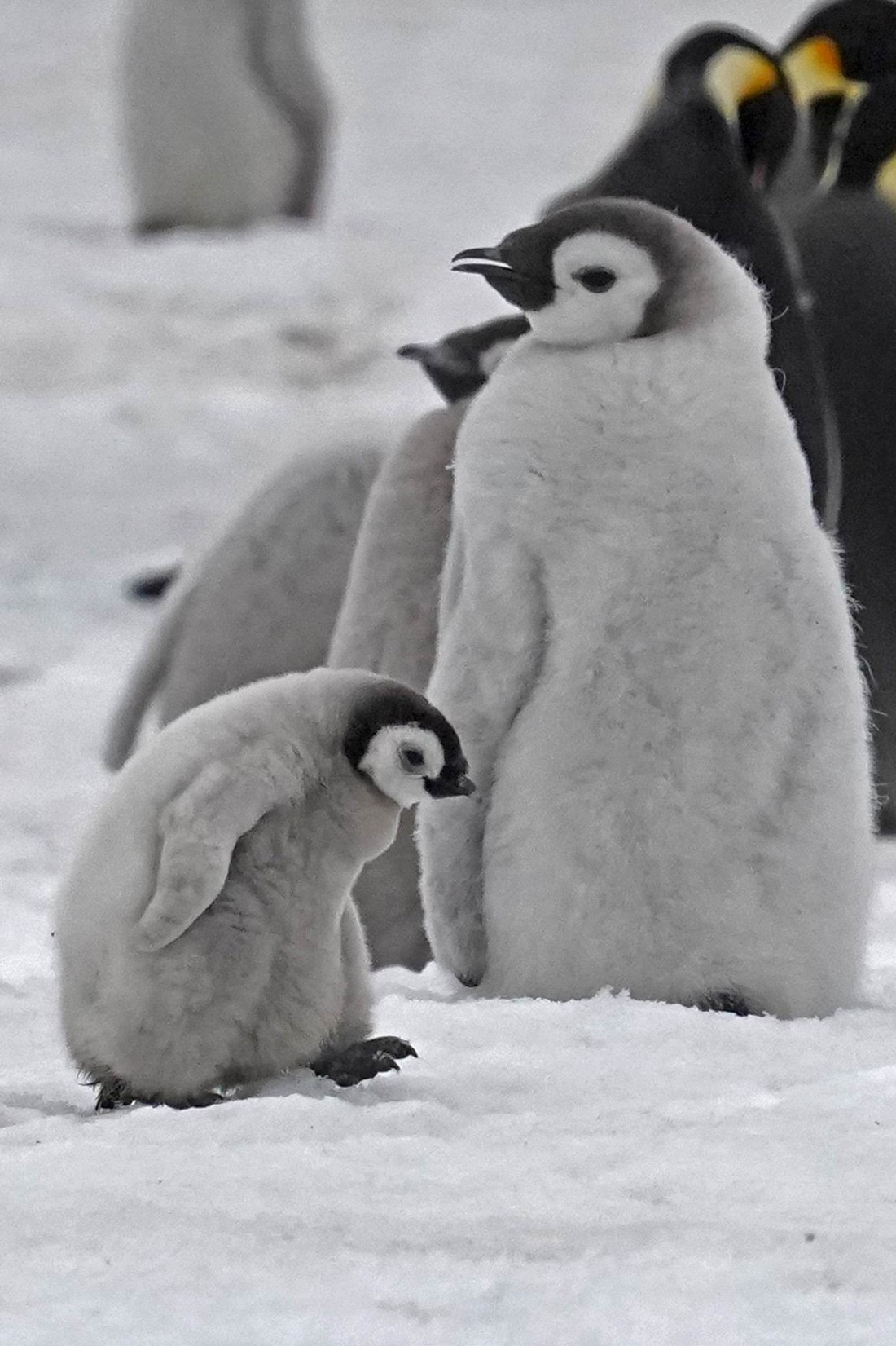 little fighter Emperor chick