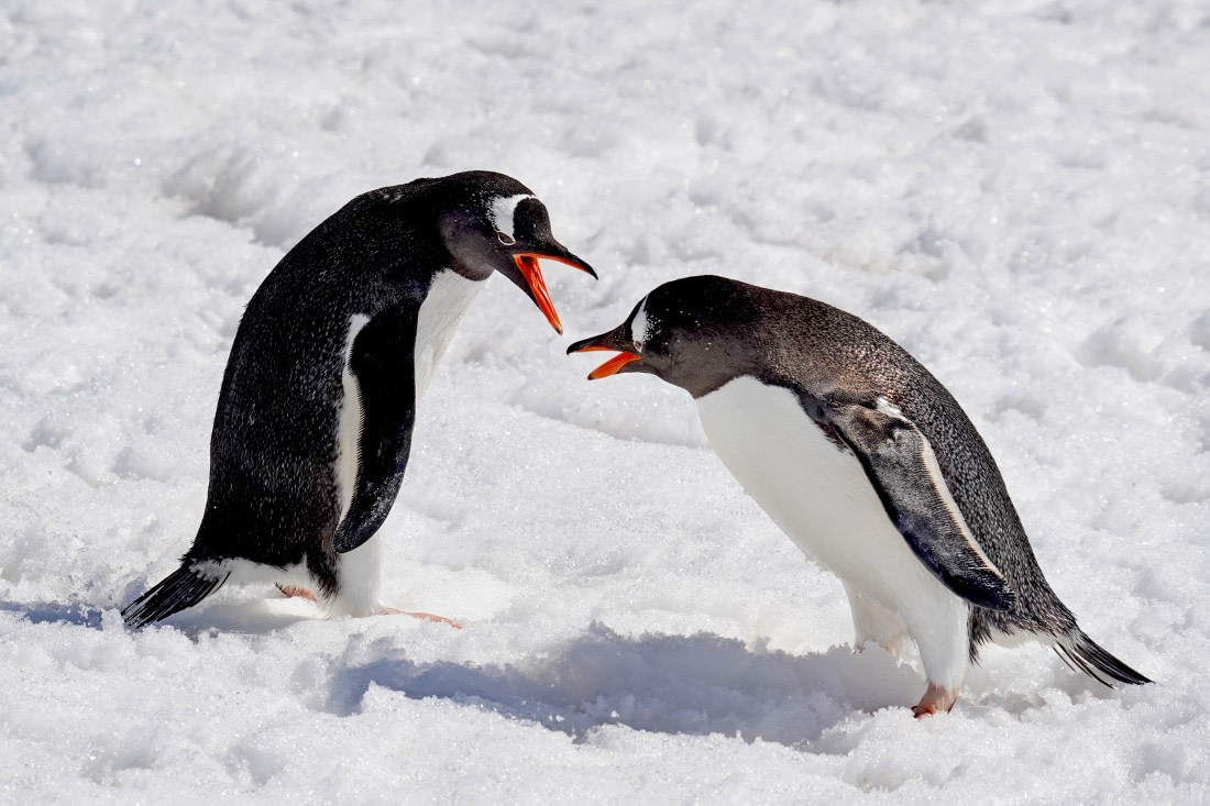 what is your problem?