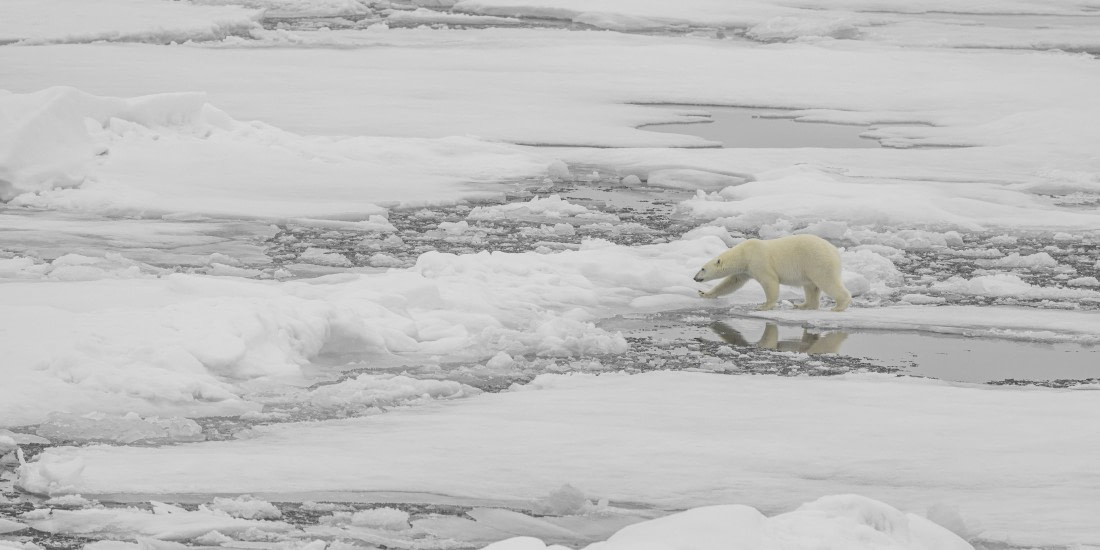 polar bear on the ice floe