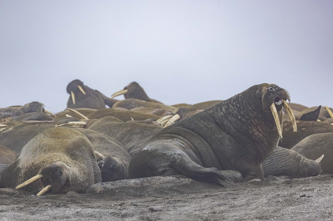 resting walruses