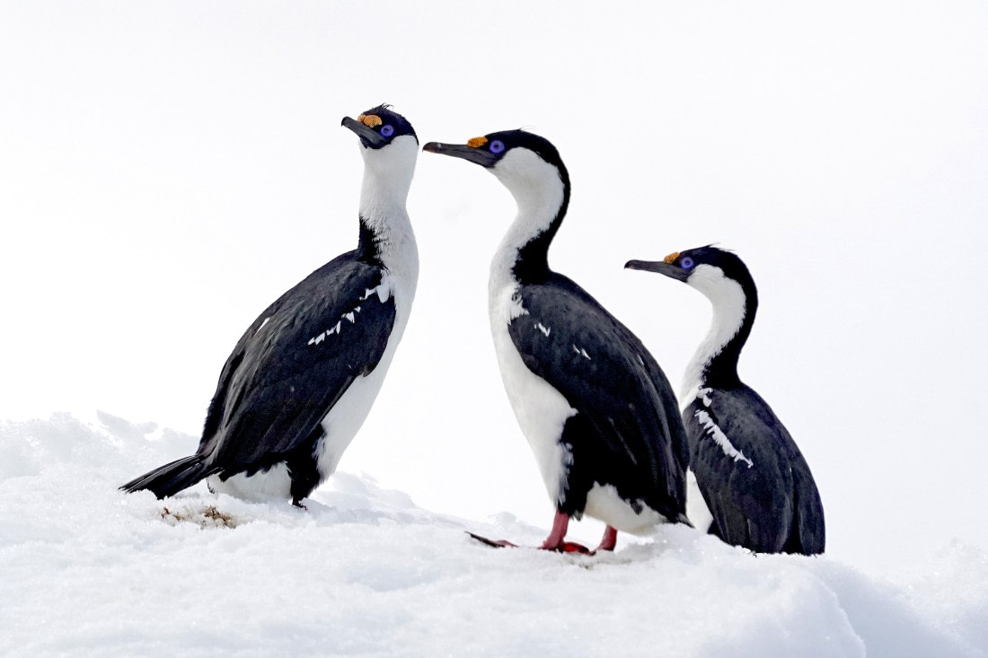 Antarctic Shag at Foyn Harbour