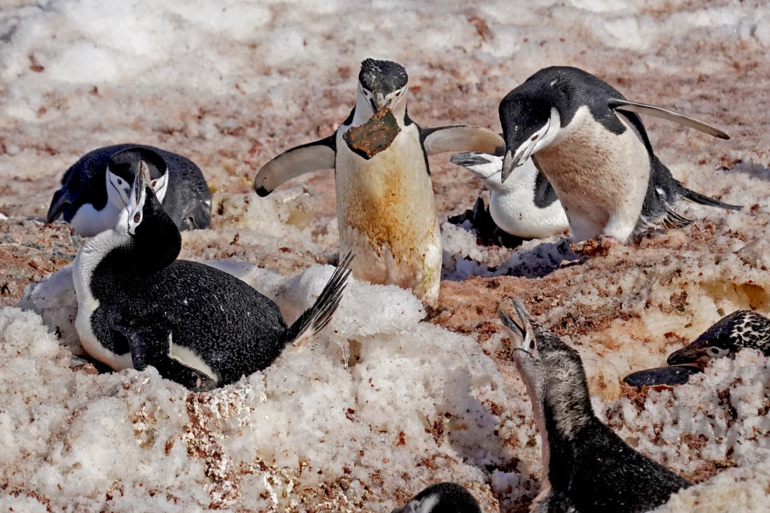 Chinstrap Penguin on a mission