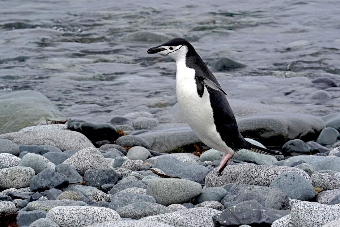 who said they cannot fly?