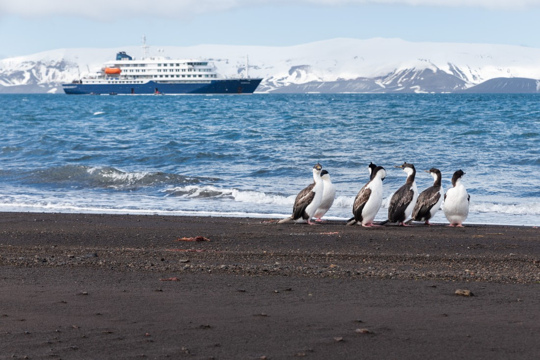 The Flock and the Boat