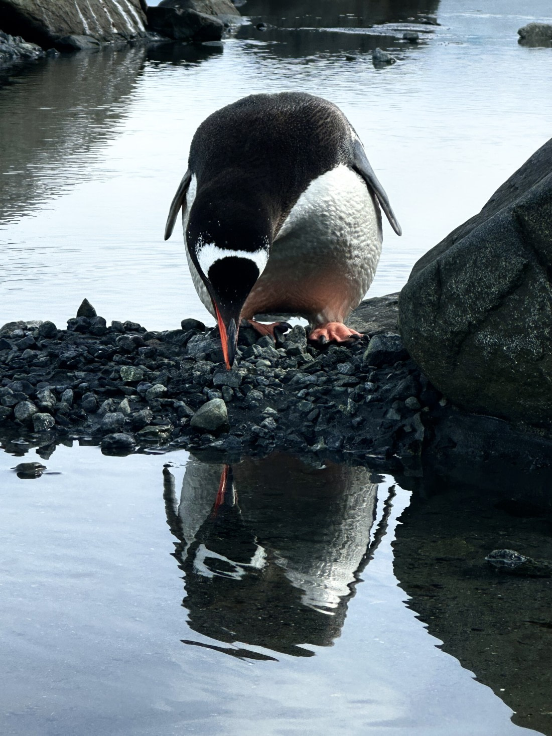 Penguin Self-Reflection