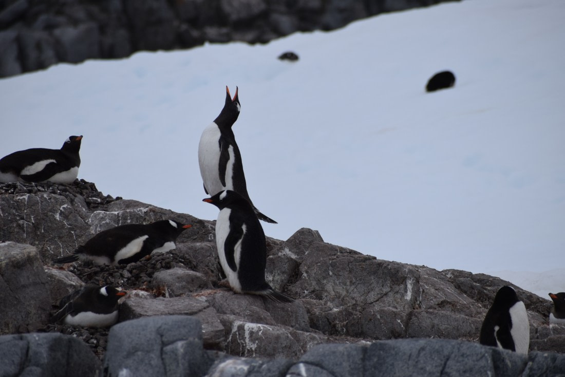 Pinguïns at Port Lockroy