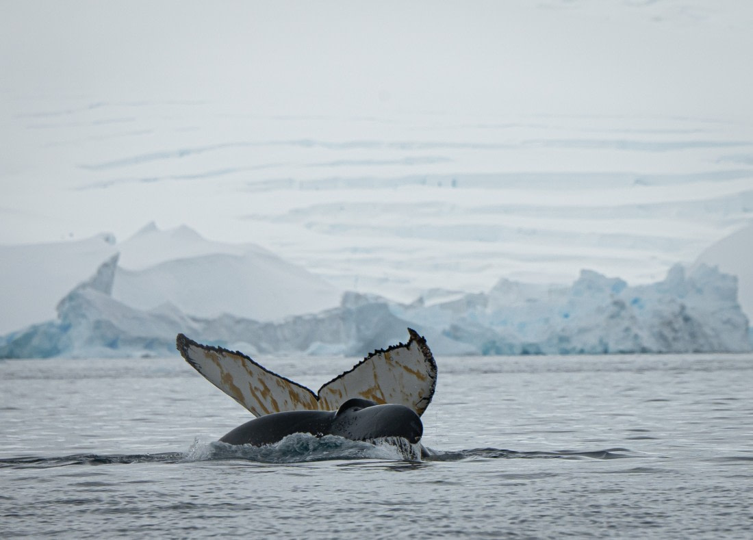 Antarctic whale tale