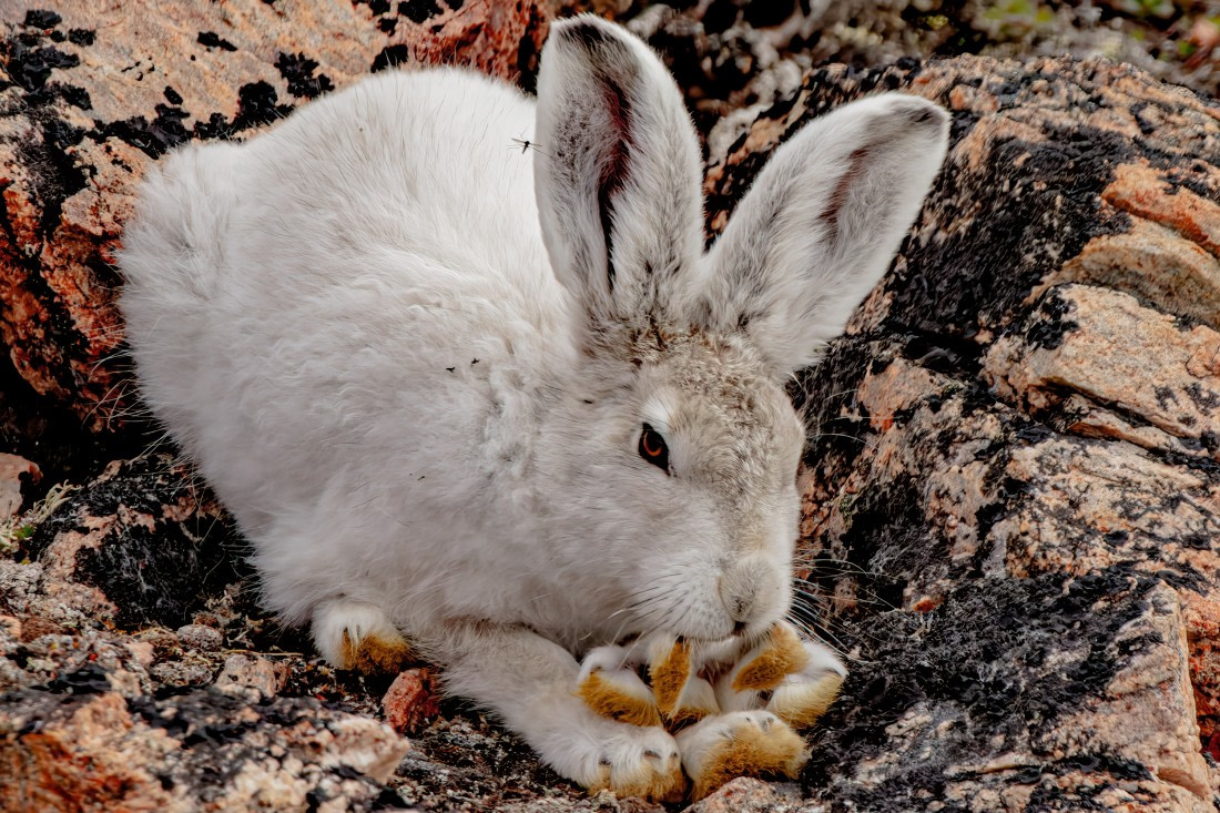 snow hare 1