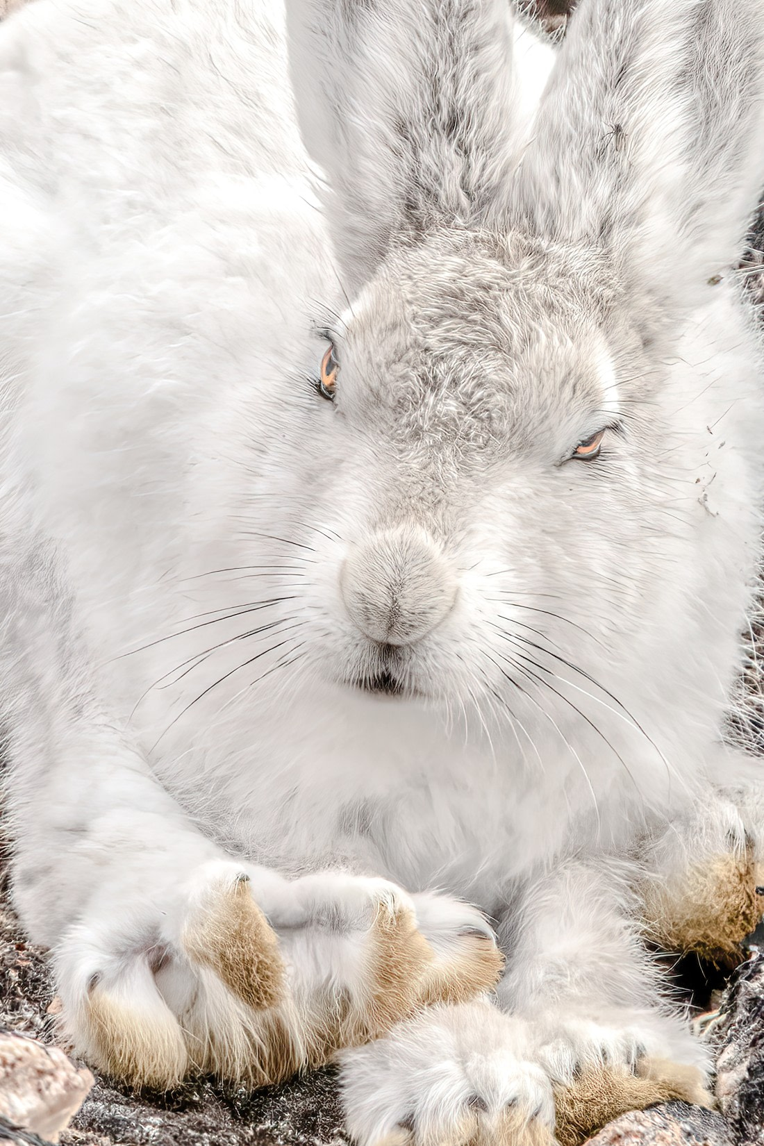 snow hare 2