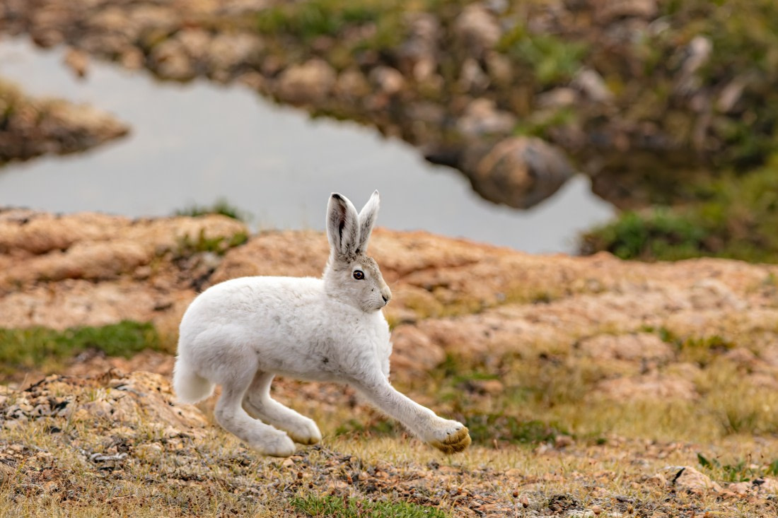 snow hare 3