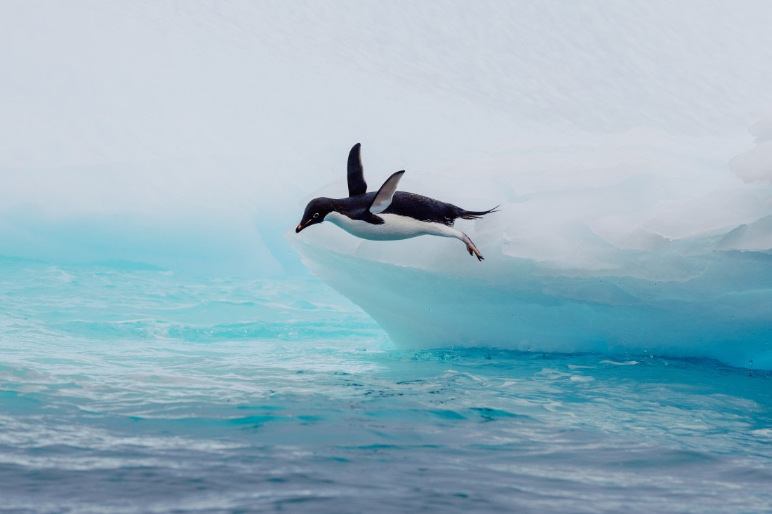 Maybe Penguins Do Fly
