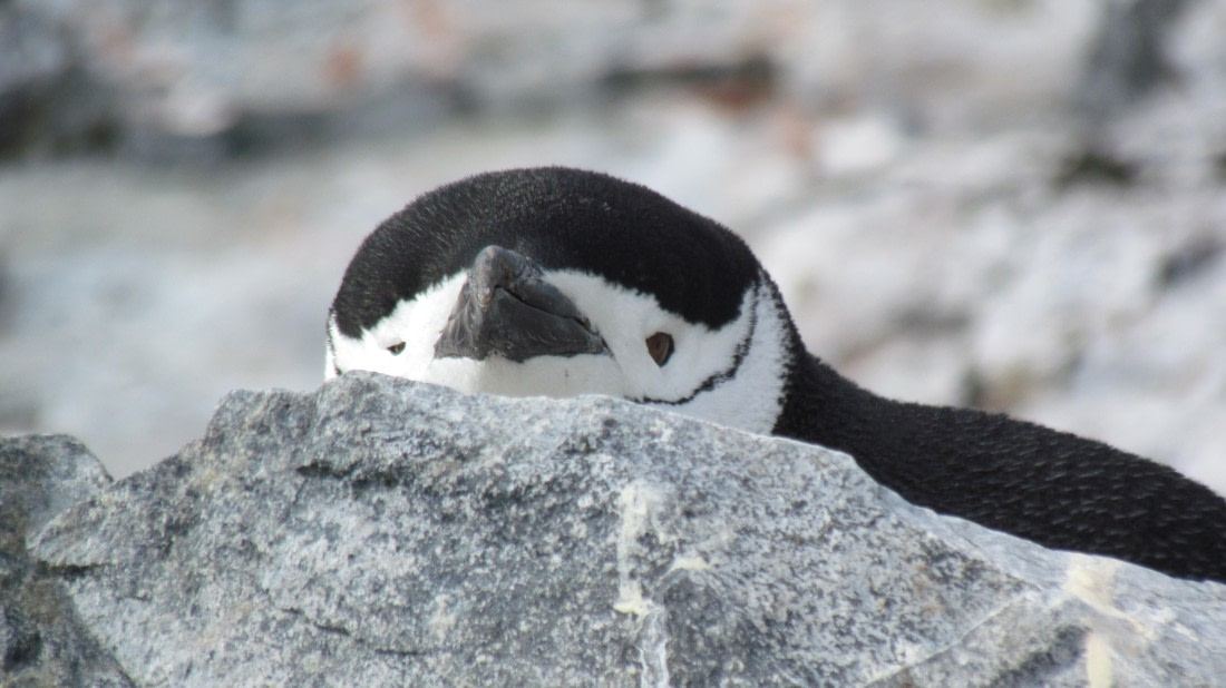 Chillin Chintrap Penguin