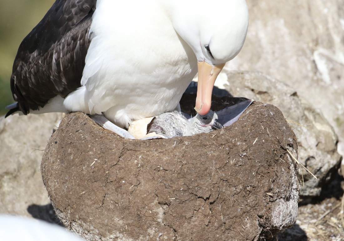 Albatross hatching from egg