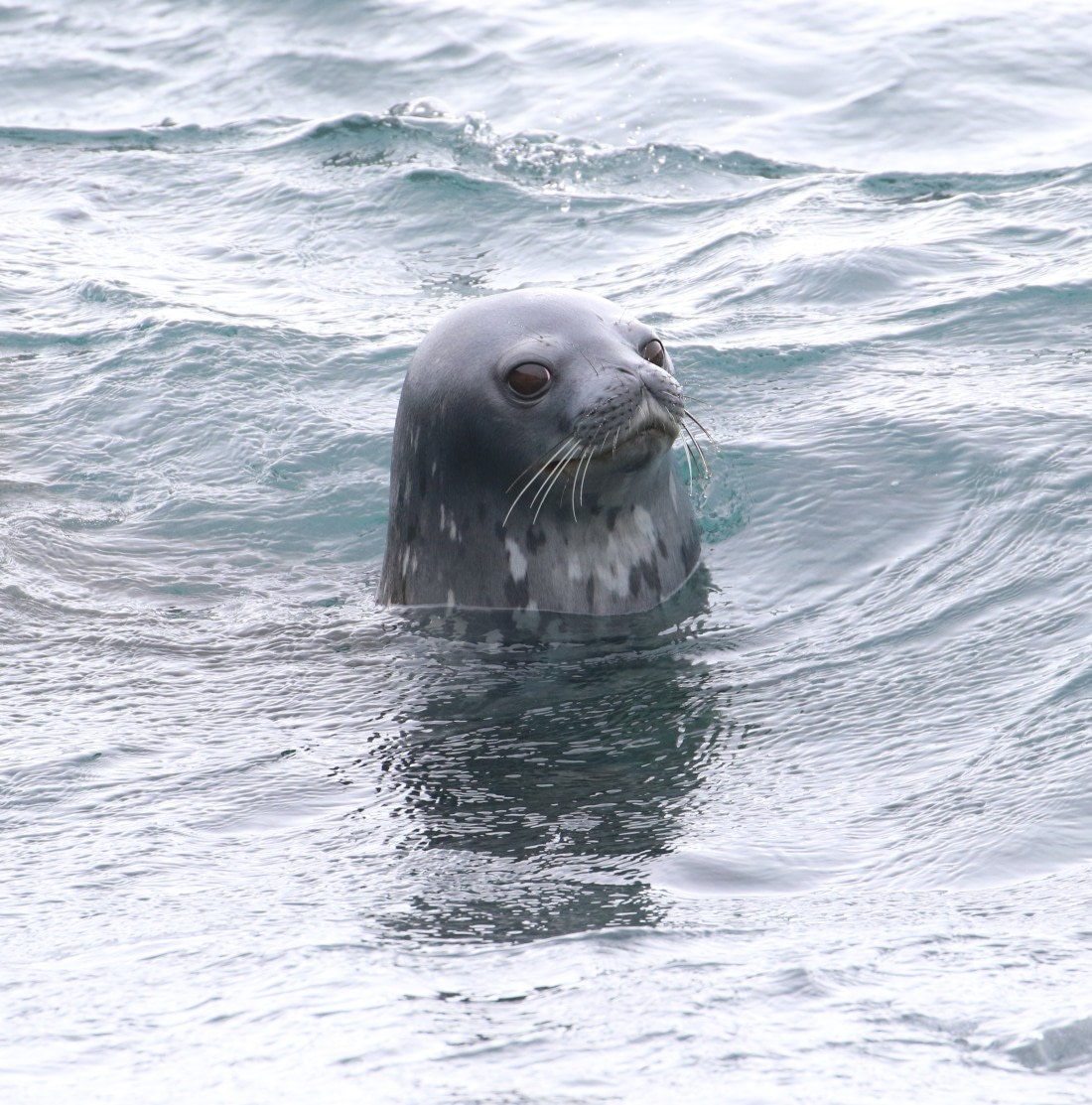 Weddell Seal