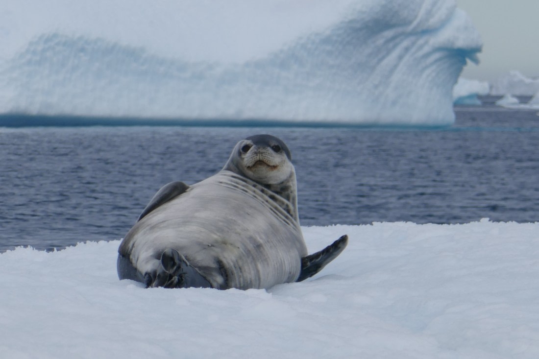 Cute Weddellseal