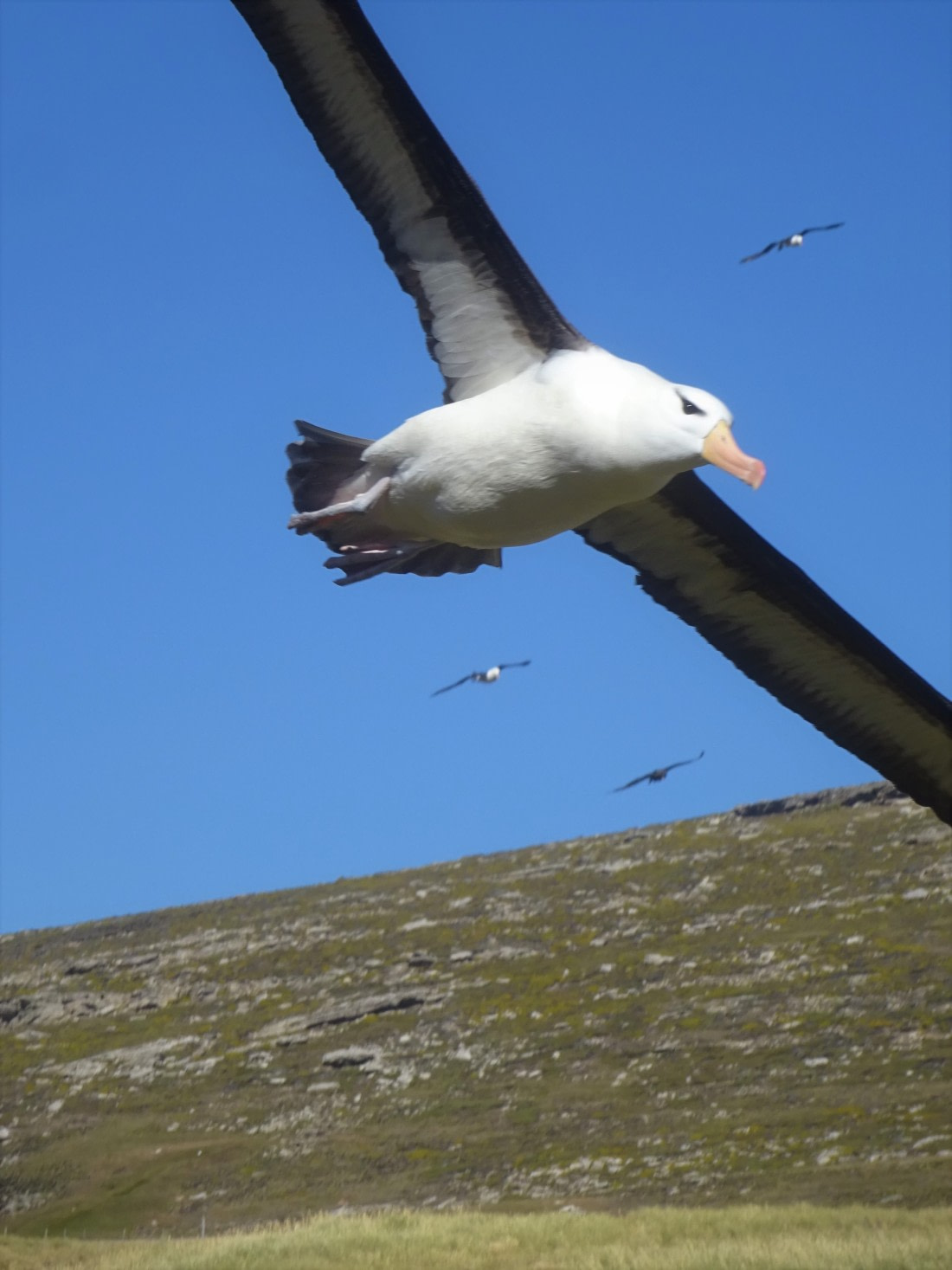 Wind beneath the wings