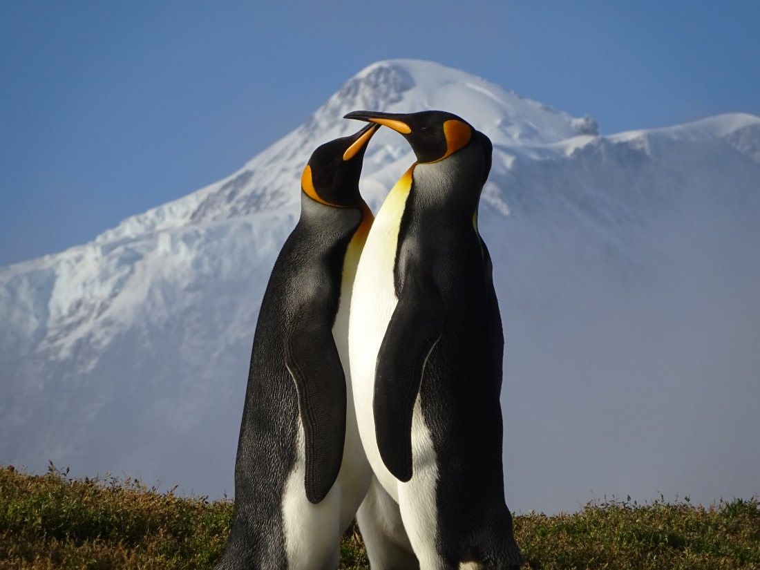 King of the Mountain