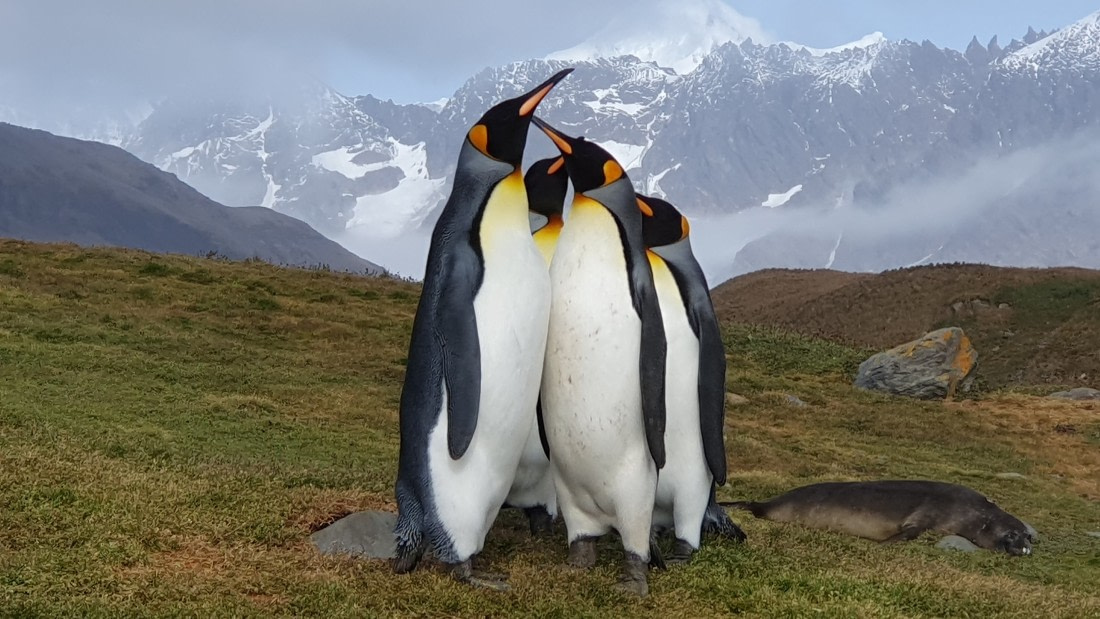 A summary of South Georgia