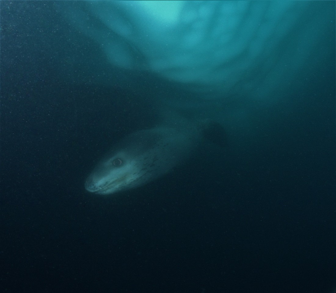 Leopard Seal Near an Iceberg