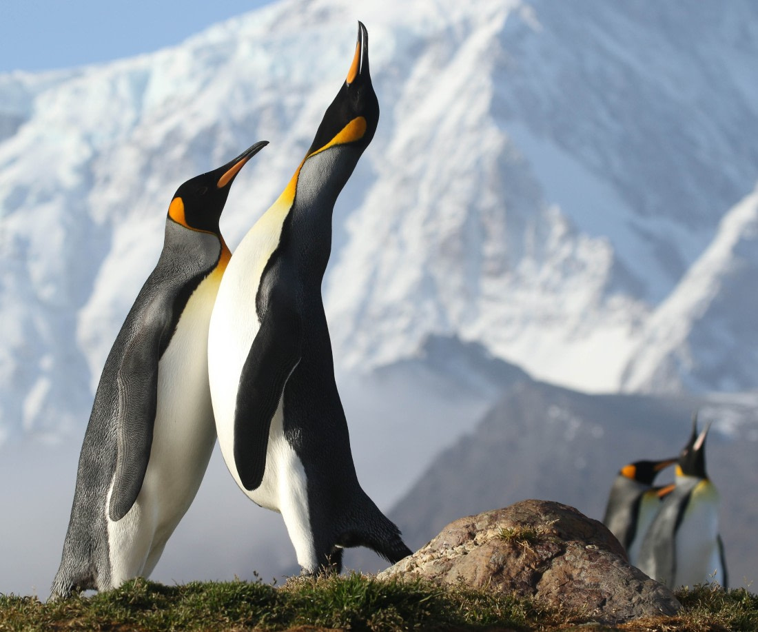 King Penguins