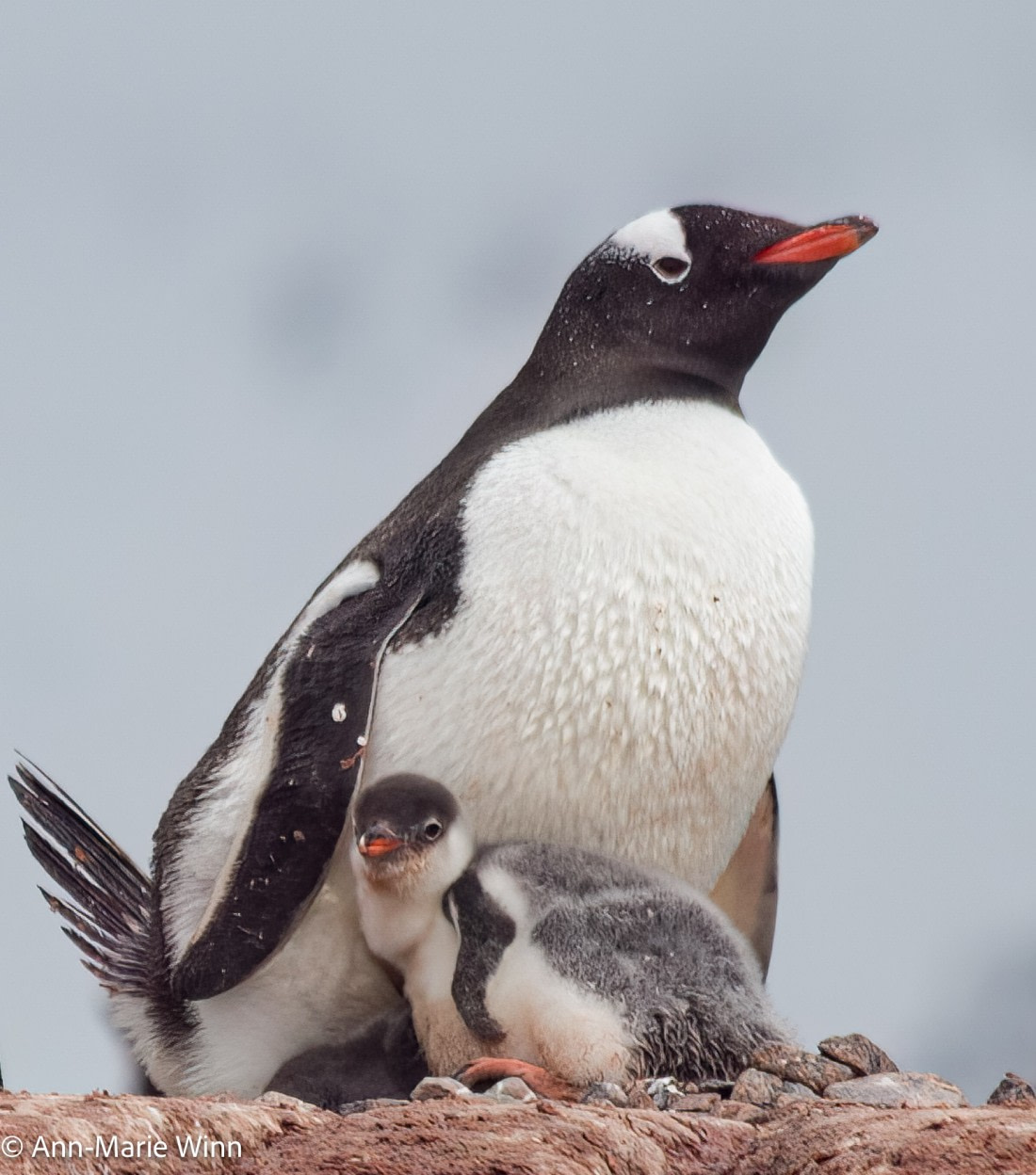 Watching over the chick