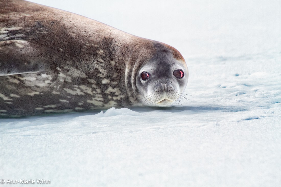 Seal 'n snow