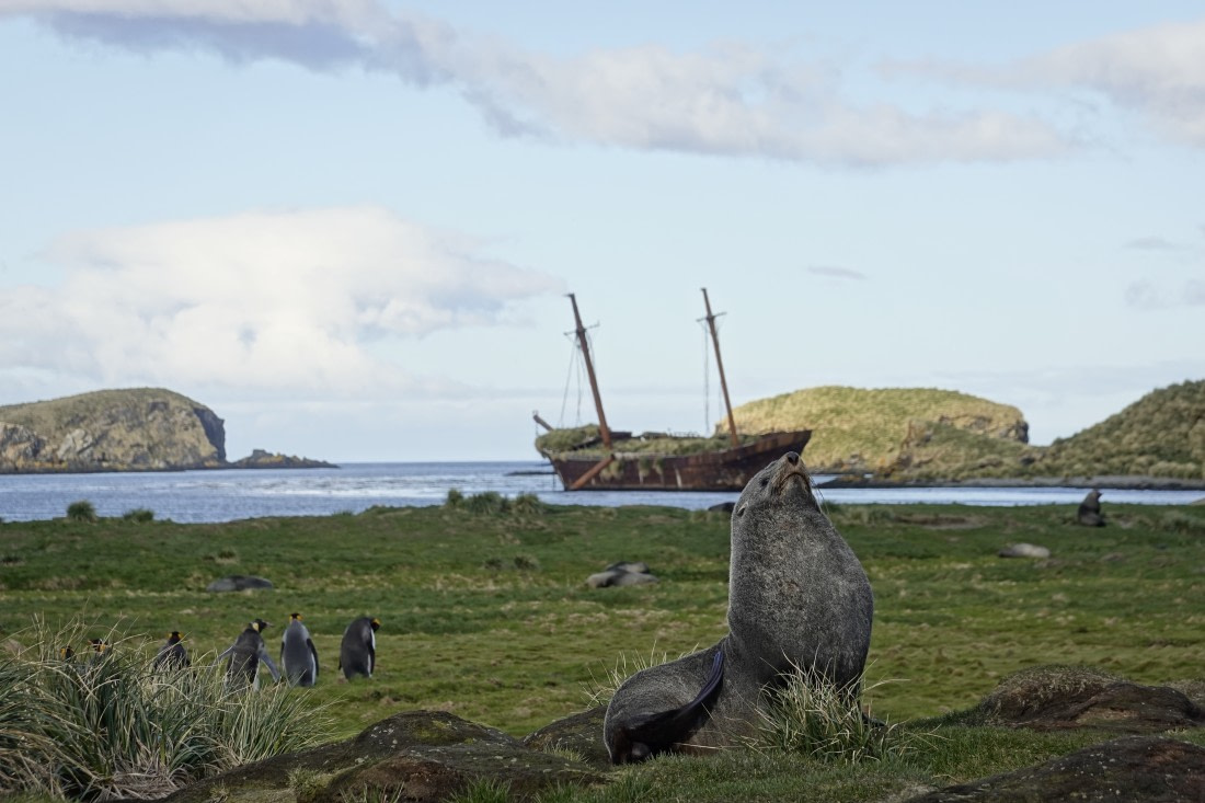Fur seal at Ocean Harbour, South Georgia