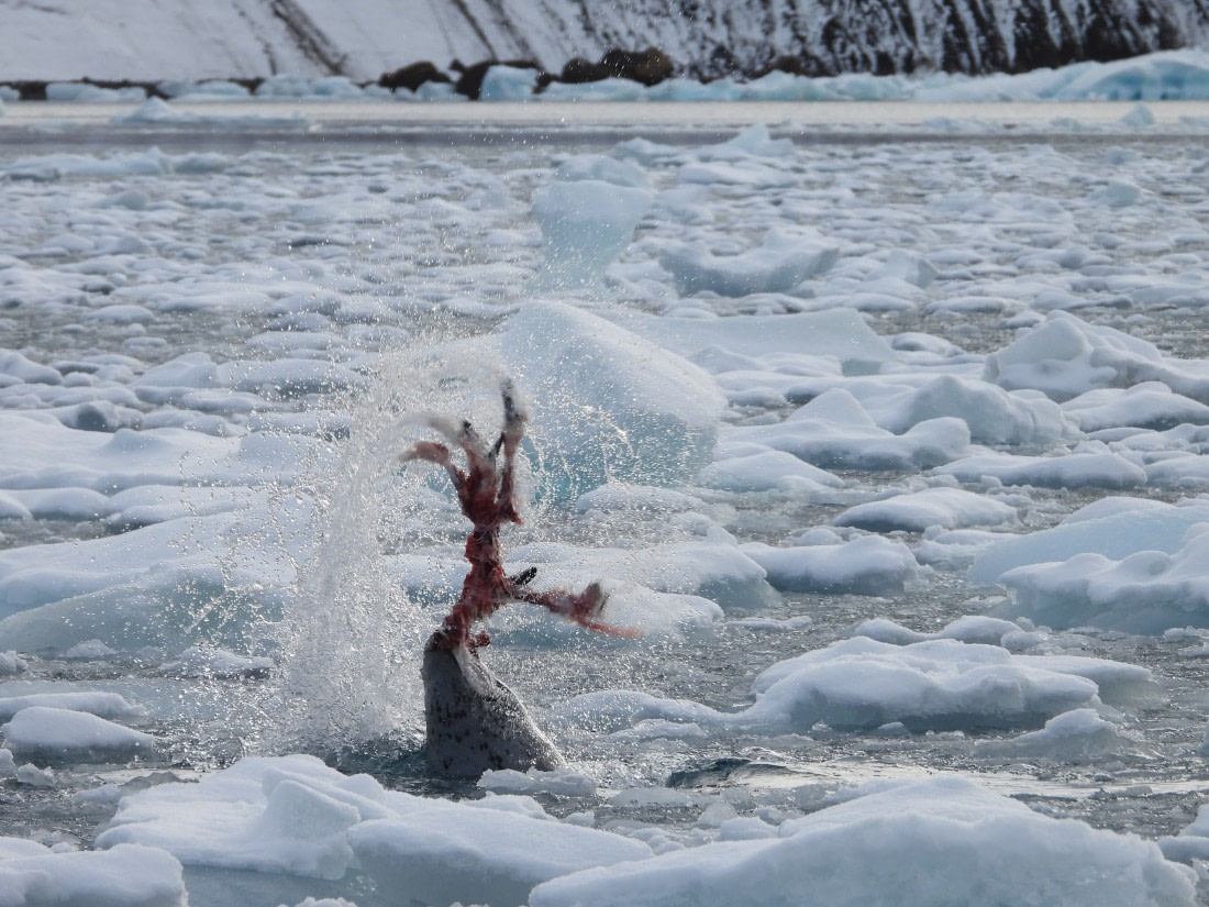 Leopard seal feasting on penguin
