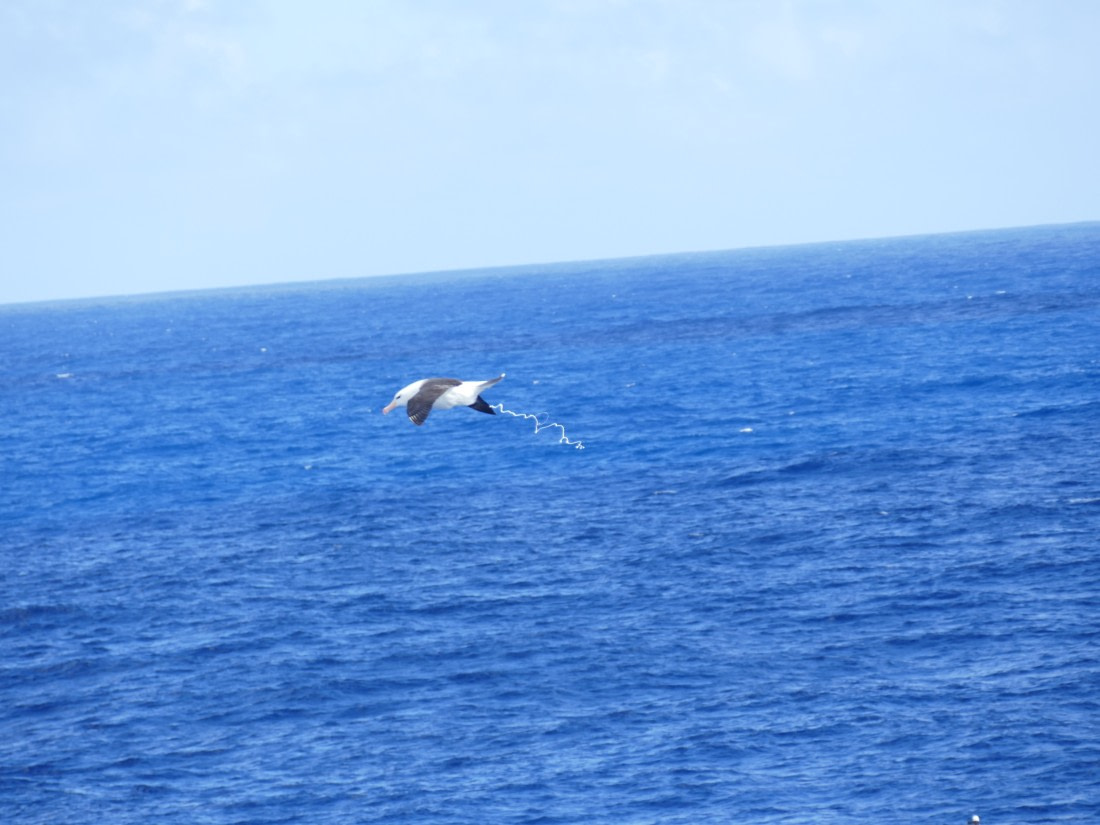 Albatross pooing