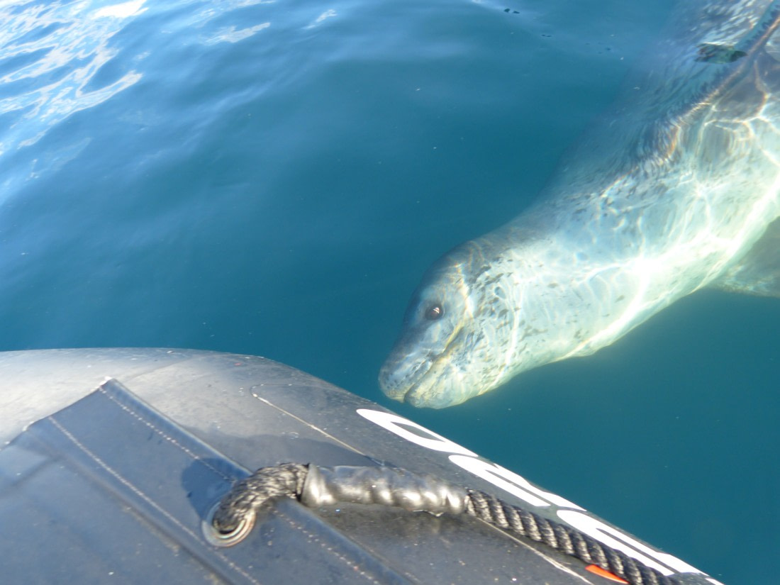 HDS28A23, Day 4, Danco Isl cruise_Carinala