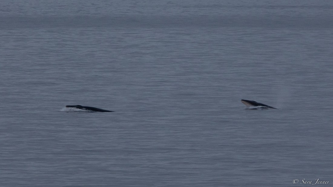 OTL27-23, Day 10, Minke Whales 1 © Sara Jenner - Oceanwide Expeditions.jpg
