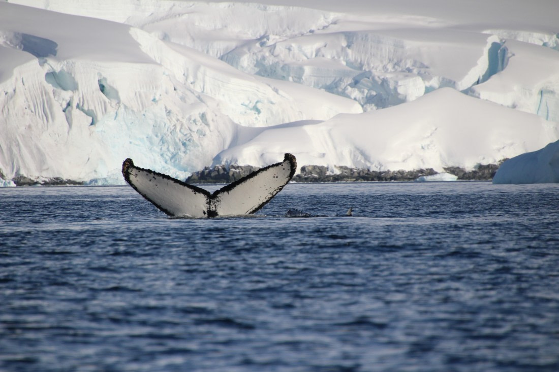 Whale Tail