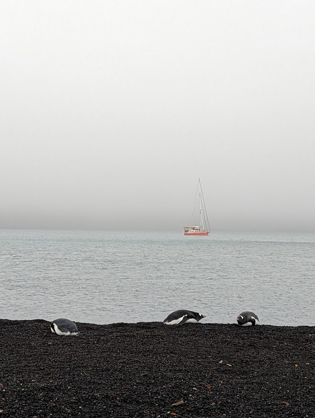 Gentoo's in Whalers Bays, Deception Island
