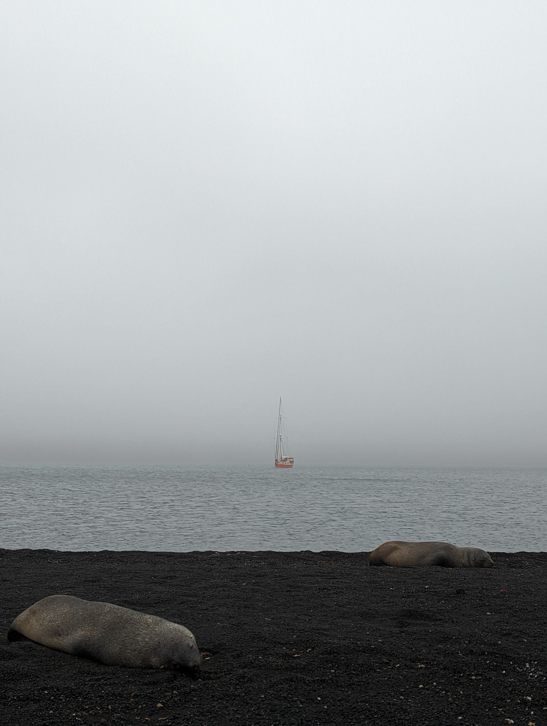 Furseals in Whalers Bays, Deception Island
