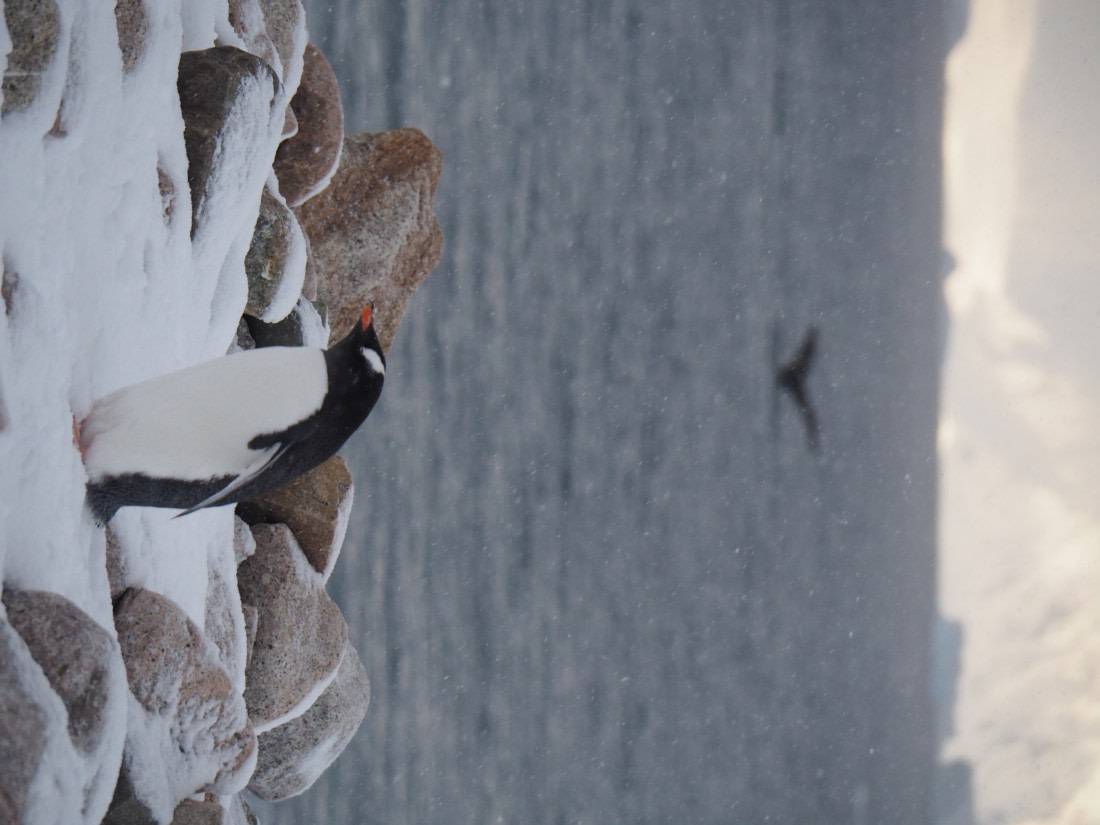 The Heart of Antarctica