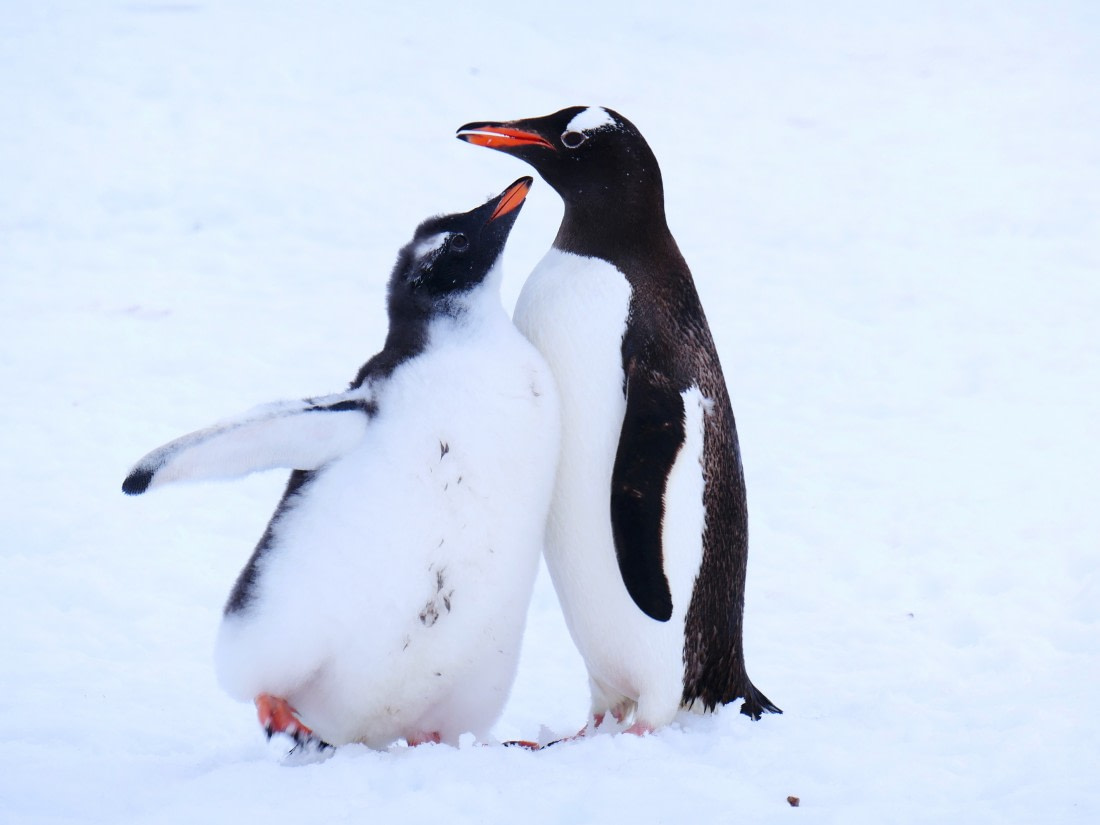 Penguin&chick