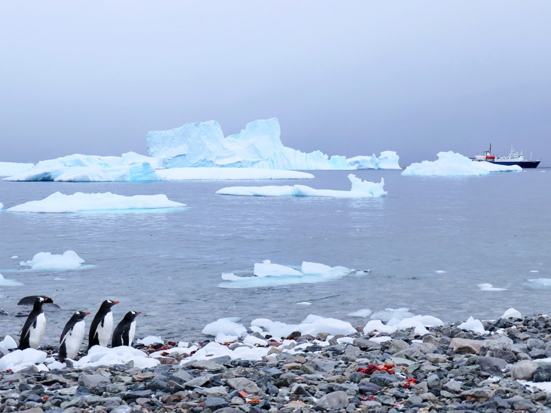 Penguins watching Ortelius