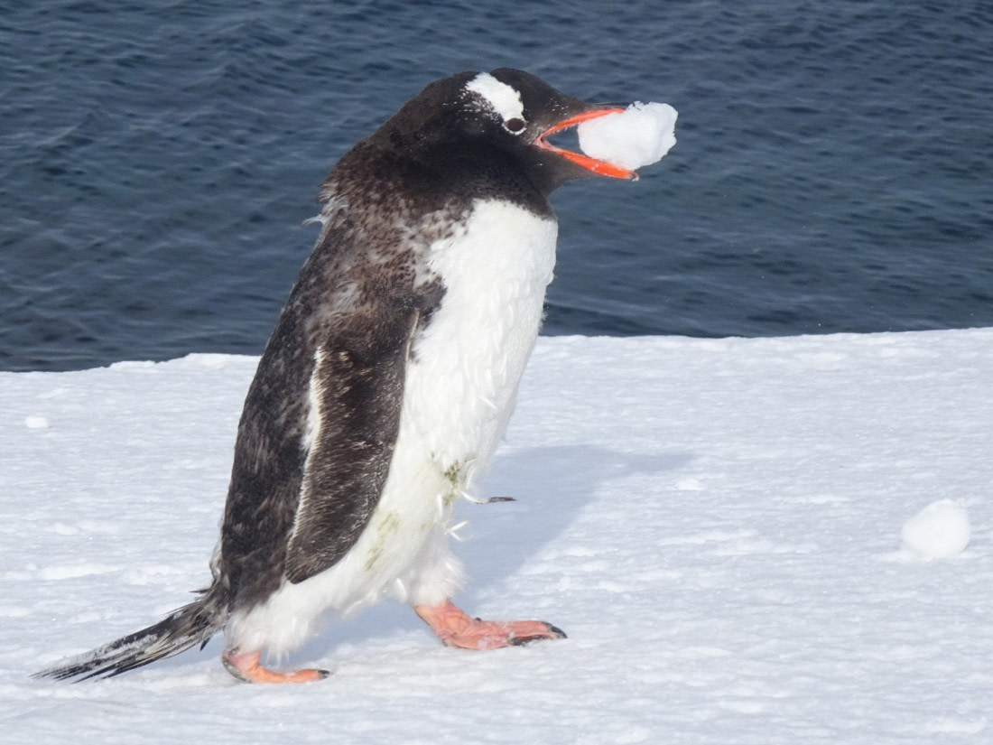 Pinguin eating ice