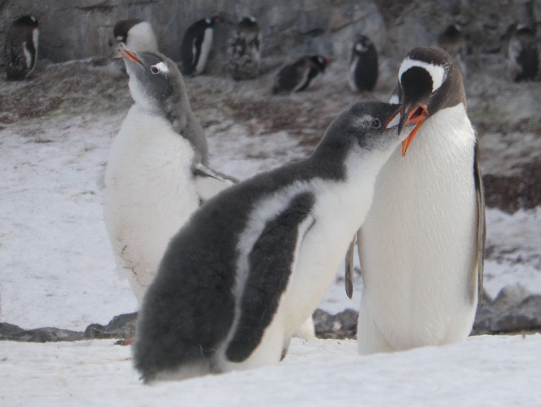 Pinguin feeding