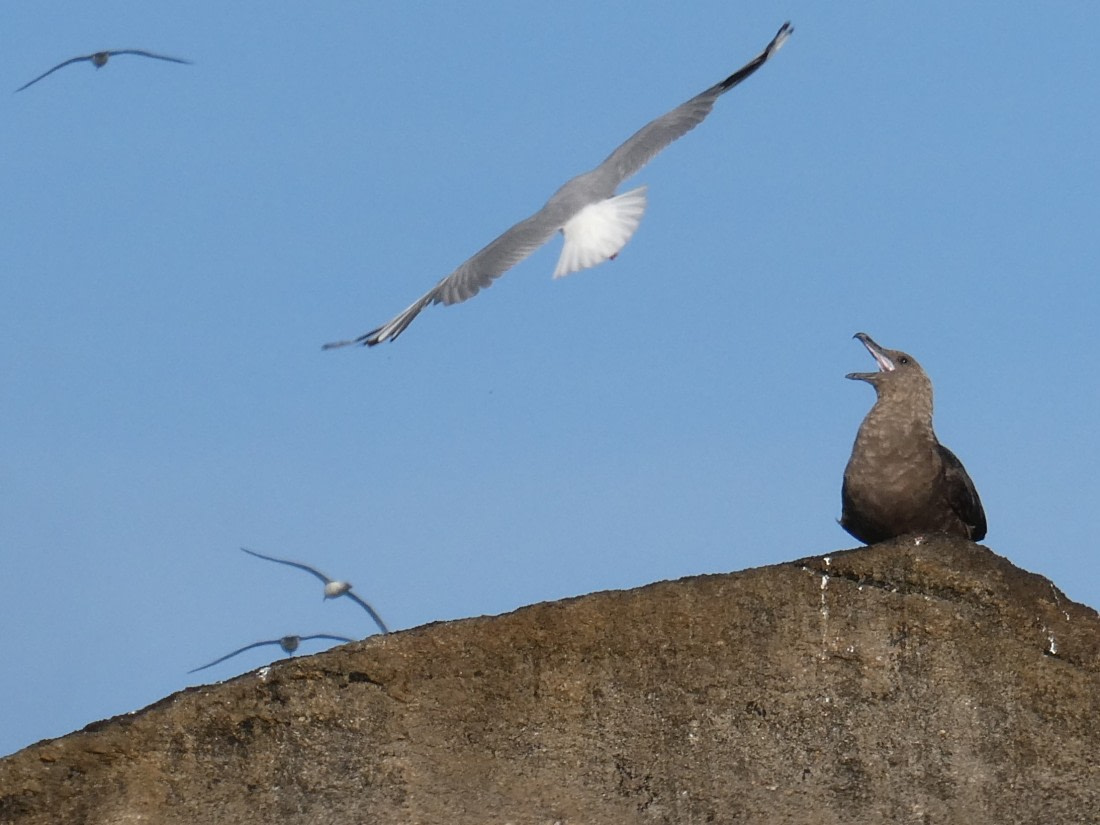 Skua Snares island