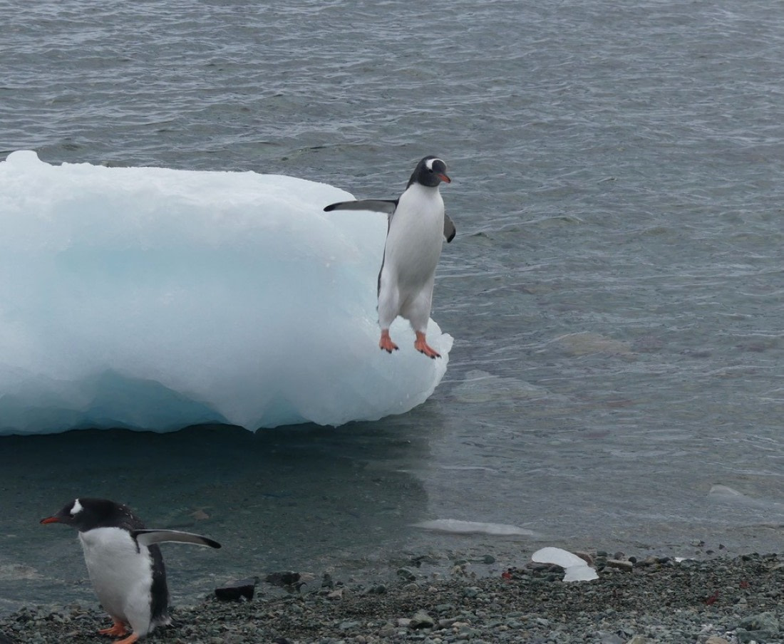 Who said penguins don't fly?