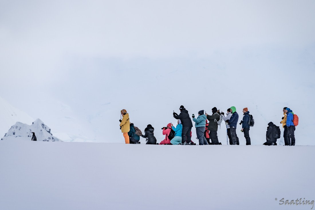 Just one Penguin in Antarctica