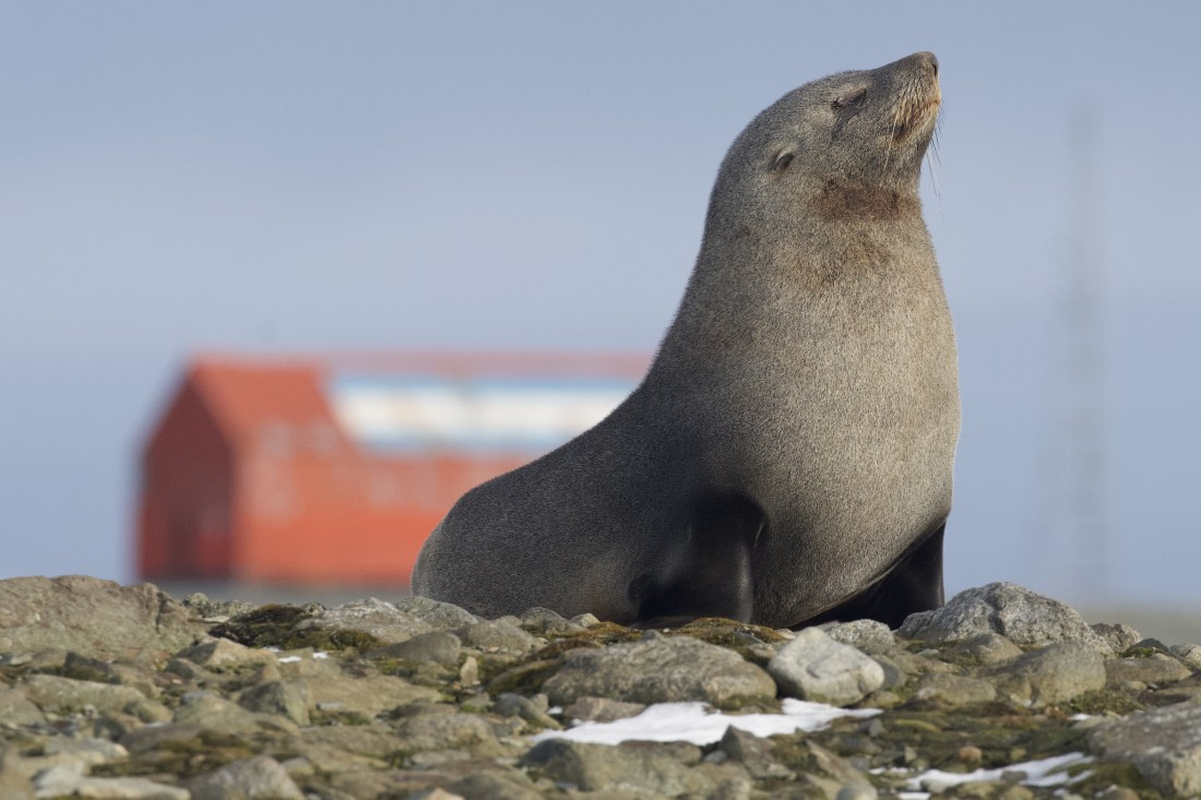 Snooty Fur Seal