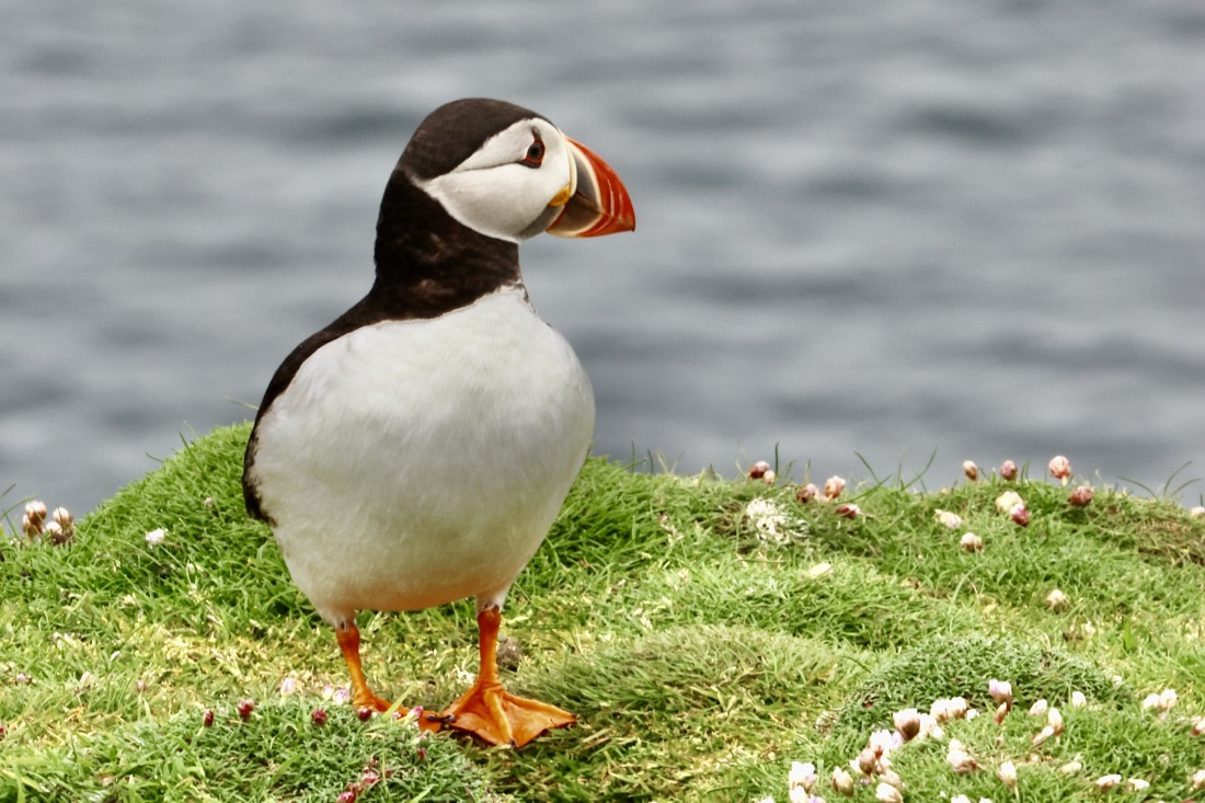 Puffin