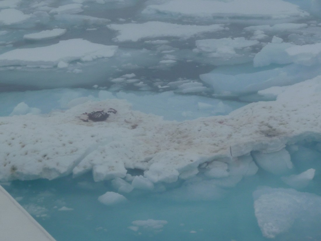 leftover breakfast polar bear 1 or 2 _seal carcass, the bones protruding dramatically from what was left of the body